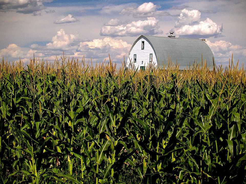 Syngenta corn lawsuits in Missouri
